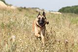 MALINOIS 343